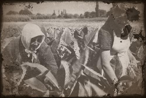 paysannes dans l'Allemagne nazie