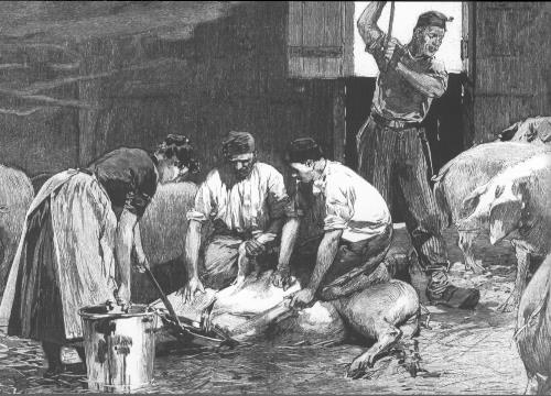 abattage des porcs en 1900