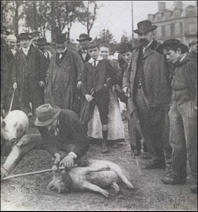 Le langueyeur détecte la ladrerie chez le porc