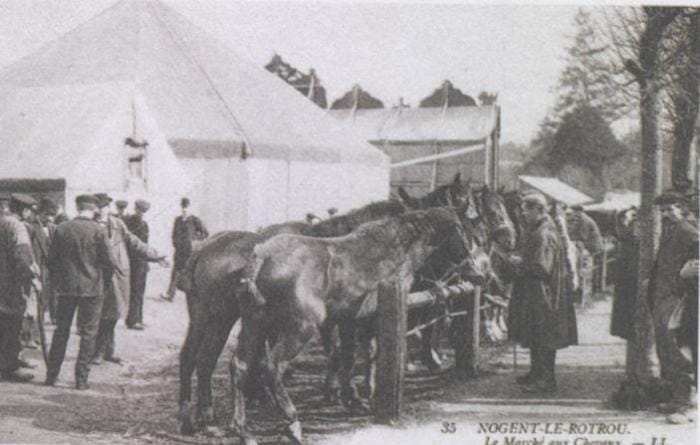 Des chevaux par milliers dans les foires ou marchés